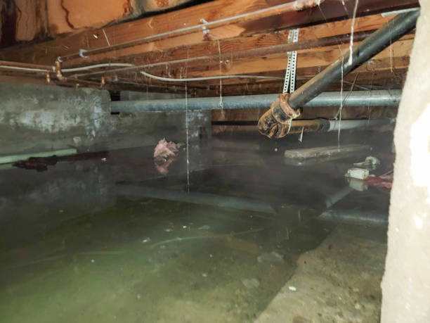 Best Carpet water damage restoration  in Gillette, NJ